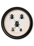 c.1836 Beetle Plates - Round Frame - Blythe Living