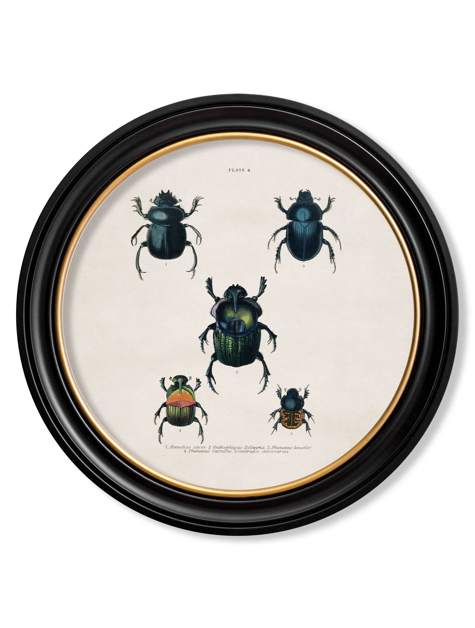 c.1836 Beetle Plates - Round Frame - Blythe Living