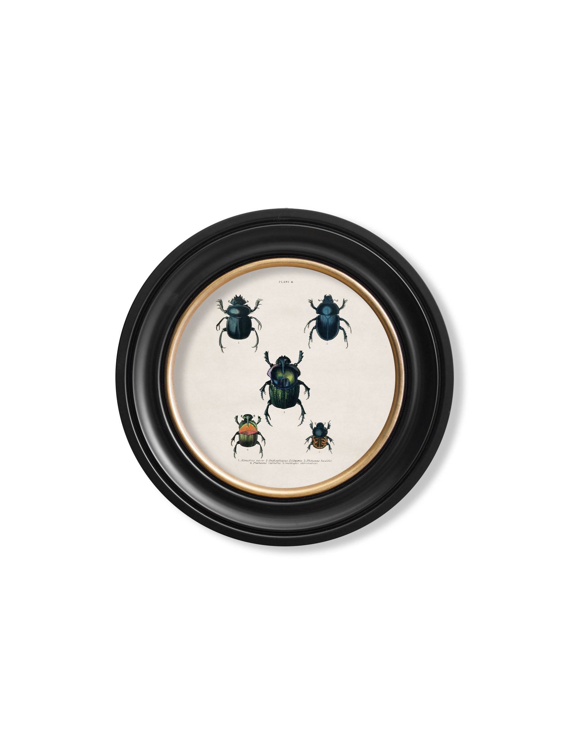 c.1836 Beetle Plates - Round Frame - Blythe Living