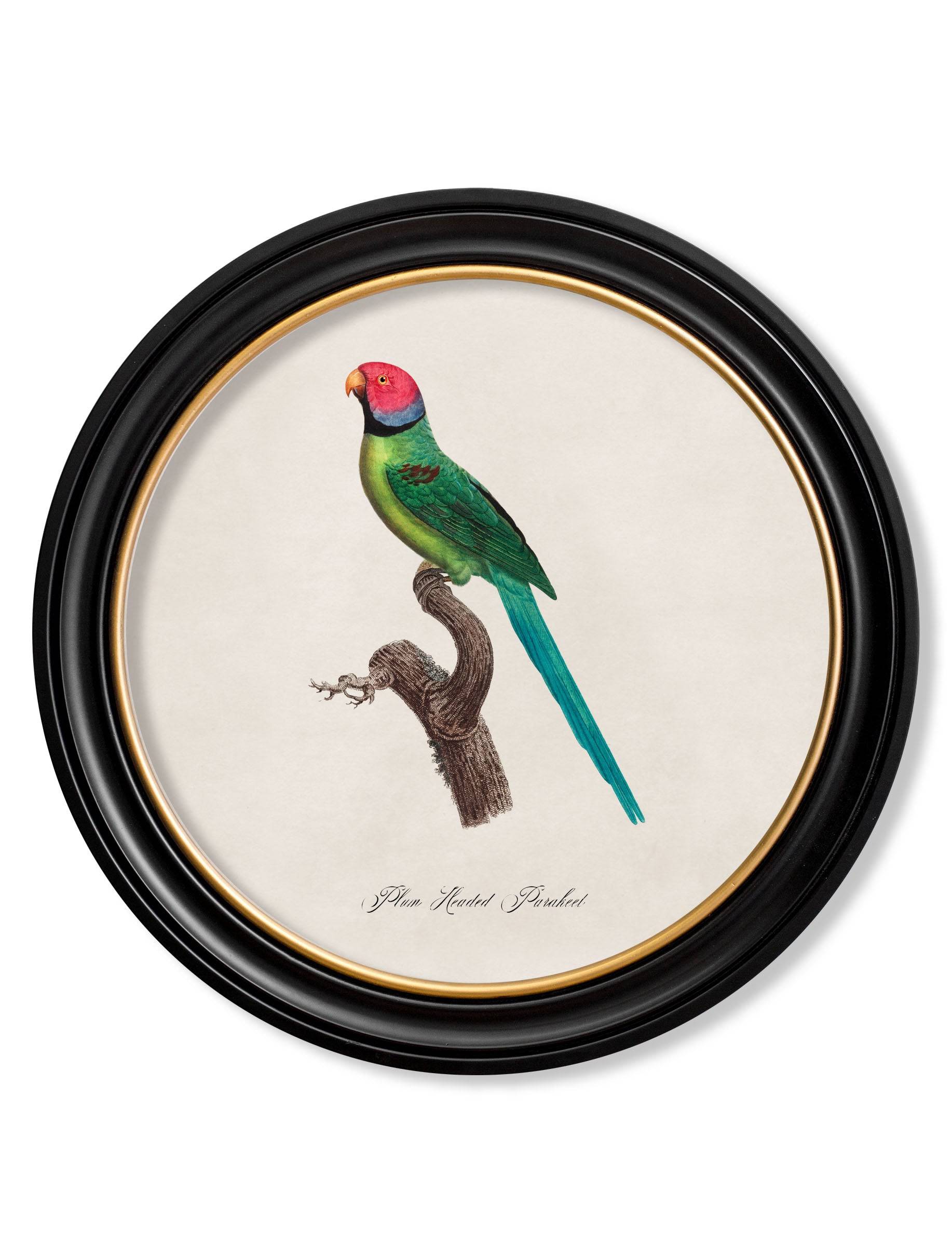 C.1800's Collection of Parrots in Round Frames 1 - Blythe Living