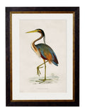 c.1850's British Wading Birds - Blythe Living