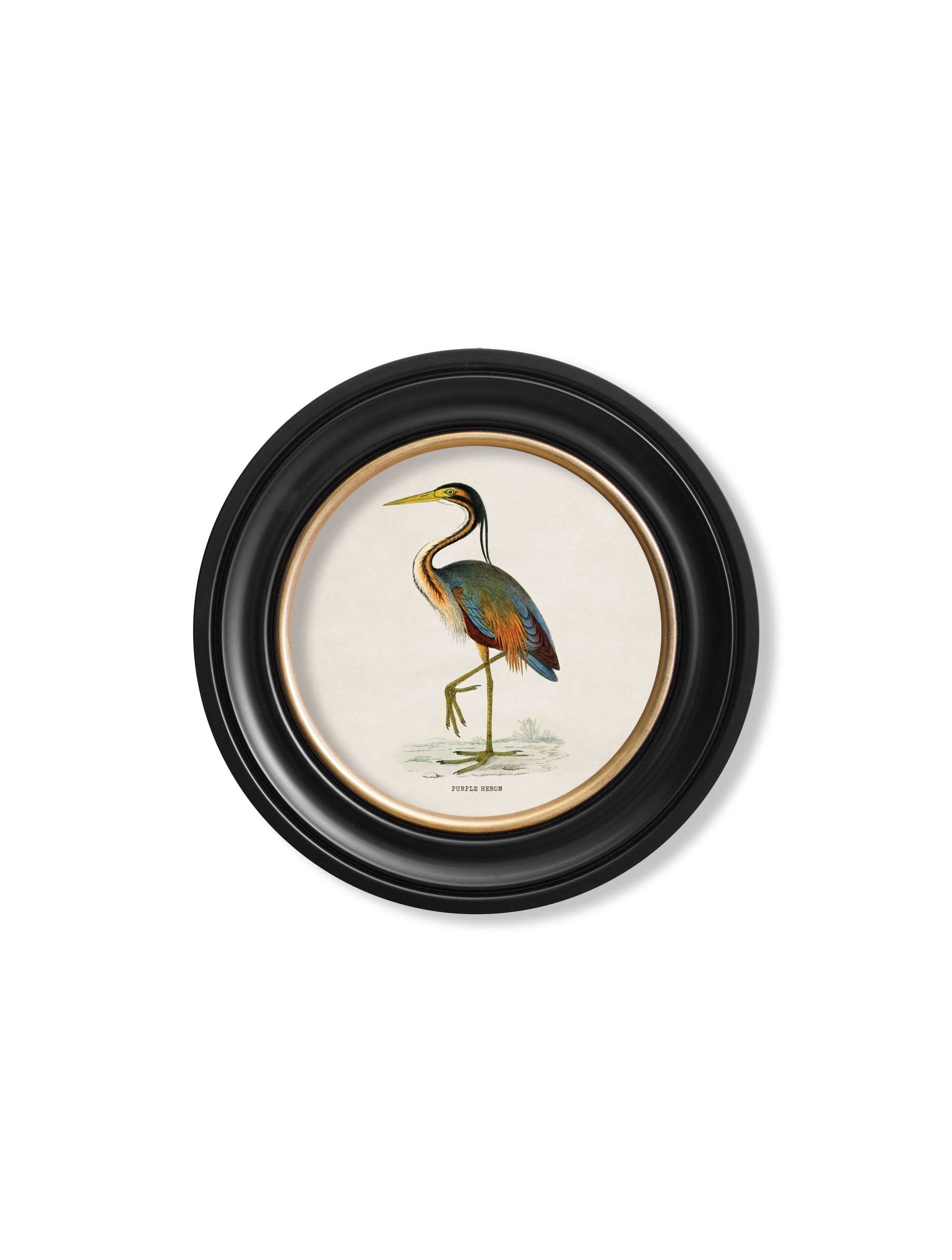 c.1870 Wading Birds in Round Frames - Blythe Living