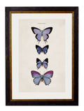 c.1835 Butterflies - Blythe Living