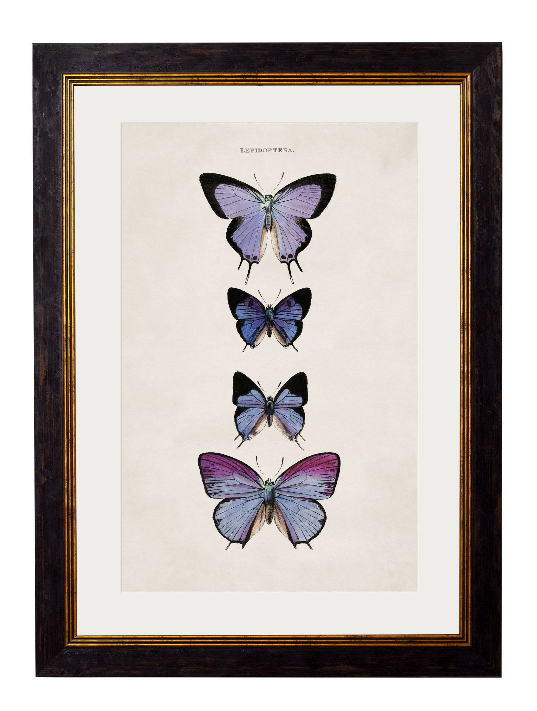 c.1835 Butterflies - Blythe Living