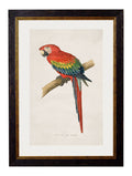 c.1884 Macaws - Blythe Living