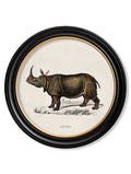 c.1846 Rhino & Hippo - Round Frames - Blythe Living