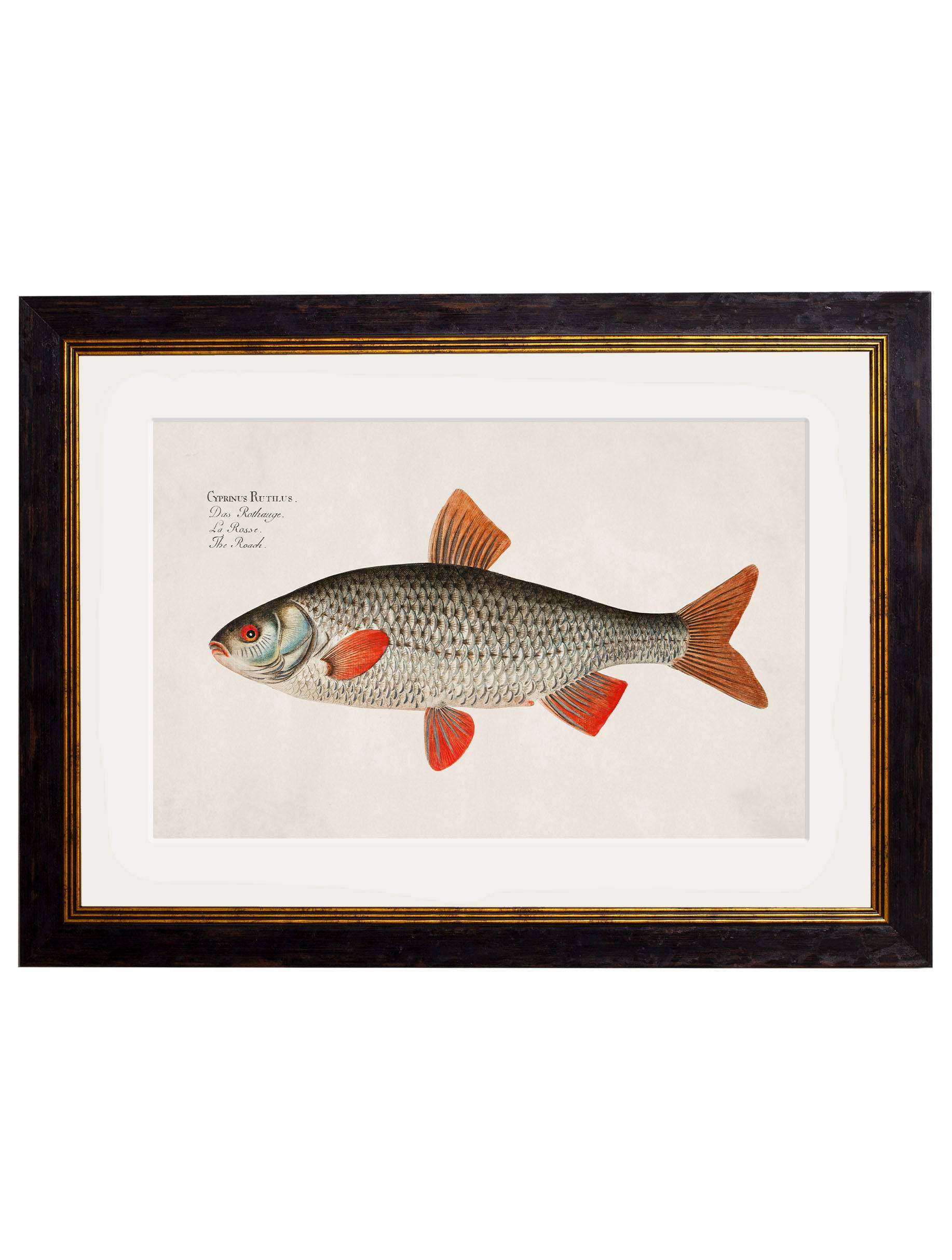 c.1785 Fresh Water Fish - Blythe Living