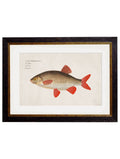 c.1785 Fresh Water Fish - Blythe Living