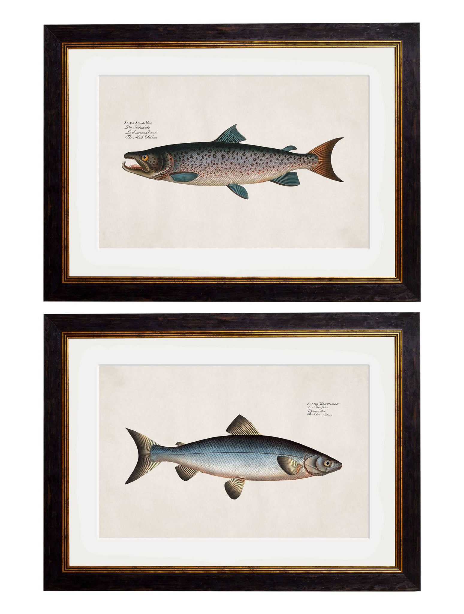 c.1785 Studies of Salmon - Blythe Living