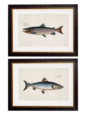 c.1785 Studies of Salmon - Blythe Living