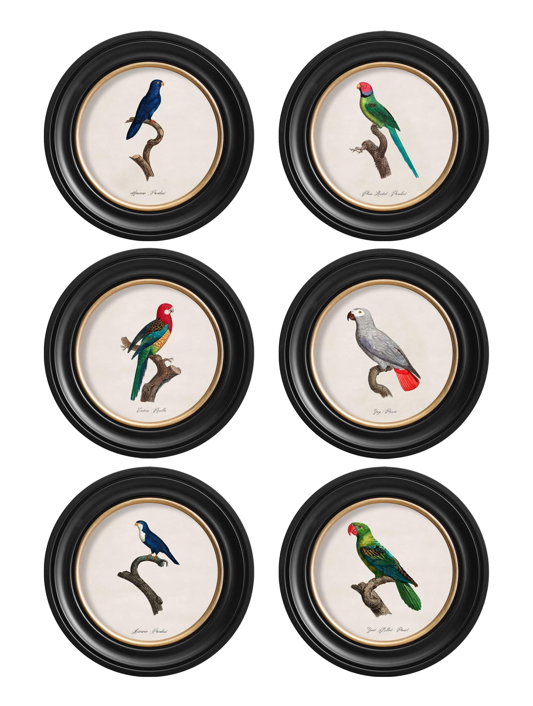 C.1800's Collection of Parrots in Round Frames 1 - Blythe Living