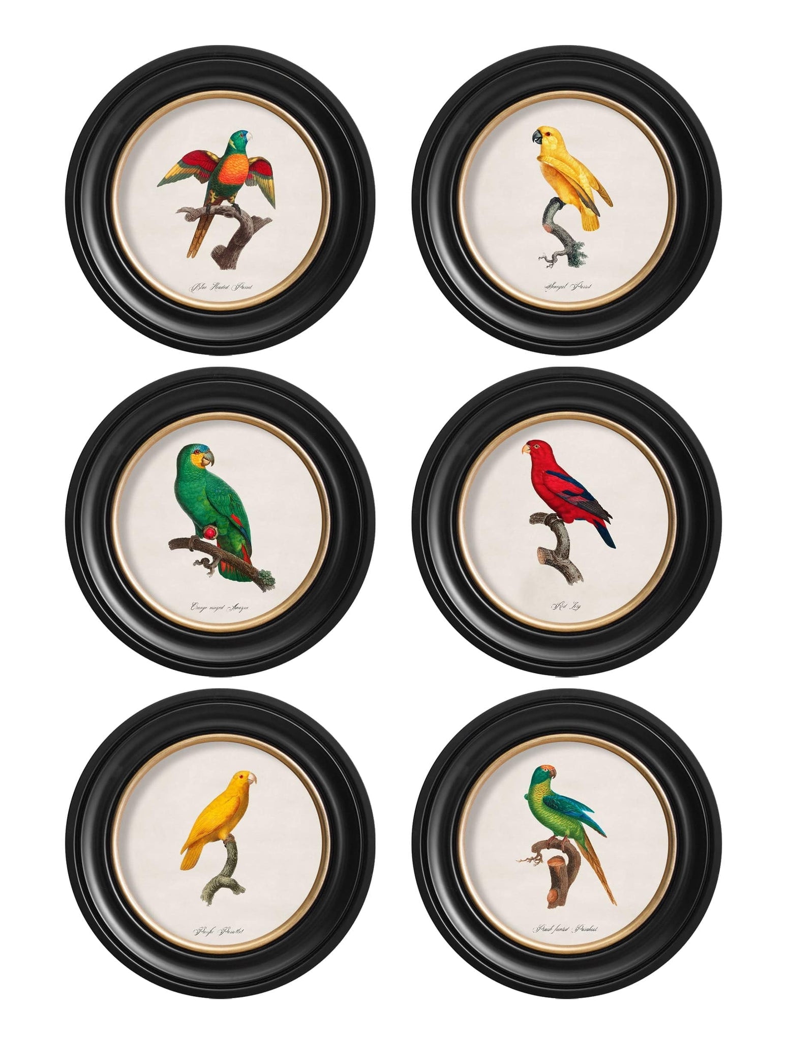 C.1800's Collection of Parrots in Round Frames 2 - Blythe Living