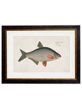 c.1785 Fresh Water Fish - Blythe Living