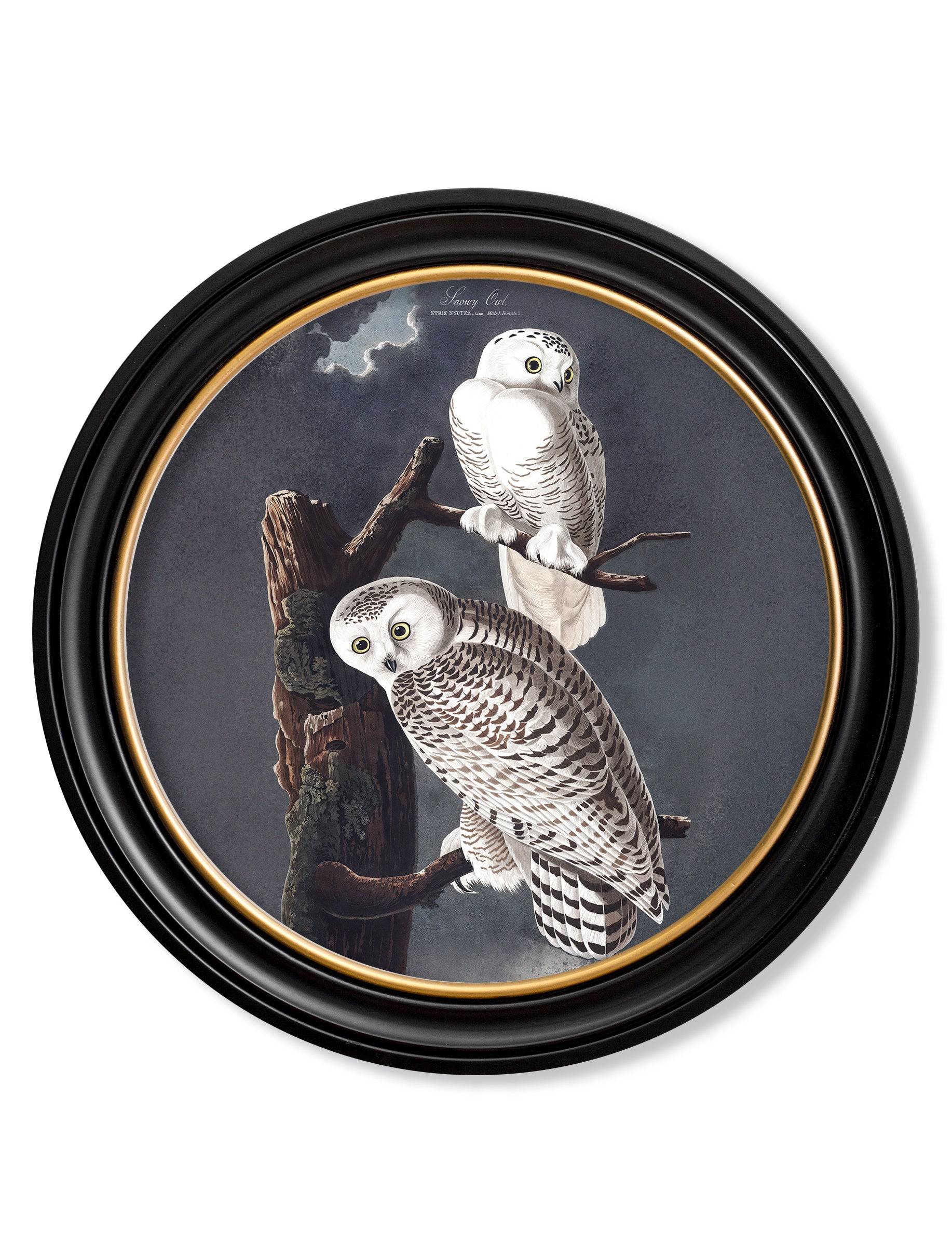 c.1838 Audubon's Owls - Round Frame - Blythe Living