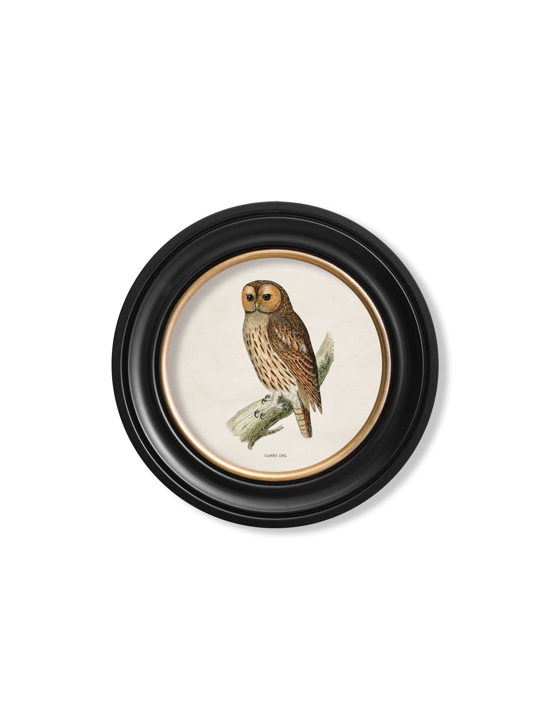 c.1870 British owls in Round Frames - Blythe Living