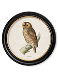 c.1870 British owls in Round Frames - Blythe Living