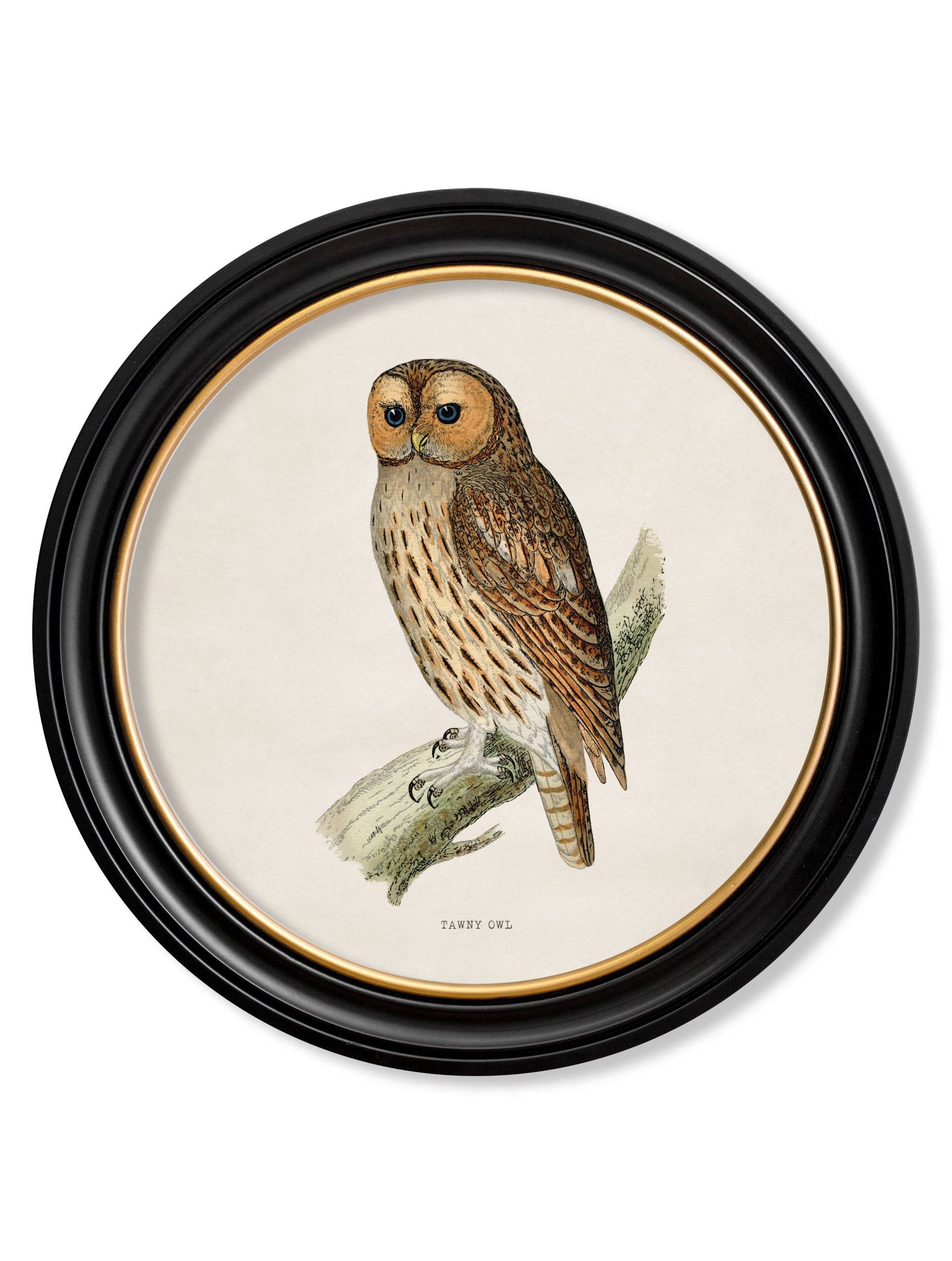 c.1870 British owls in Round Frames - Blythe Living