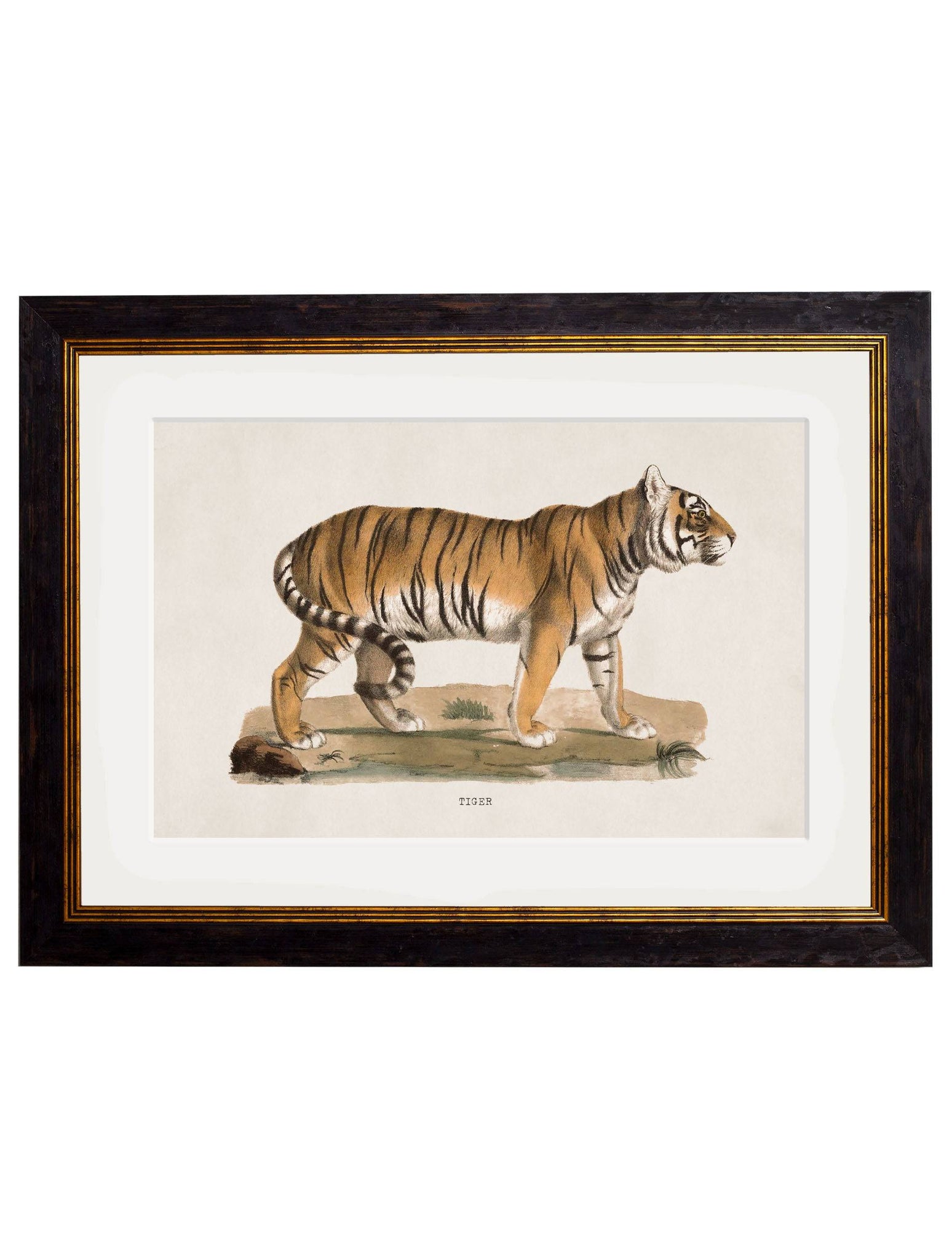 c.1824 Tiger - Blythe Living