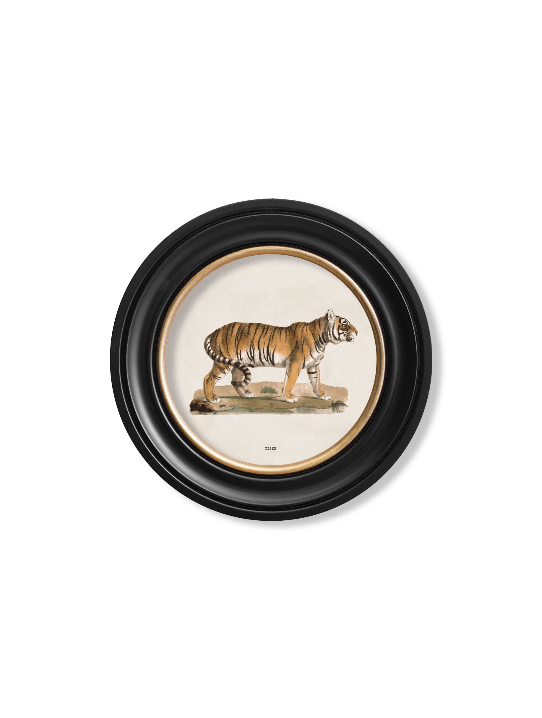 c.1824 Tiger - Round Frame - Blythe Living