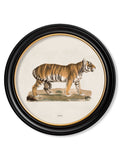 c.1824 Tiger - Round Frame - Blythe Living