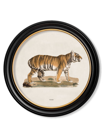 c.1824 Tiger - Round Frame - Blythe Living