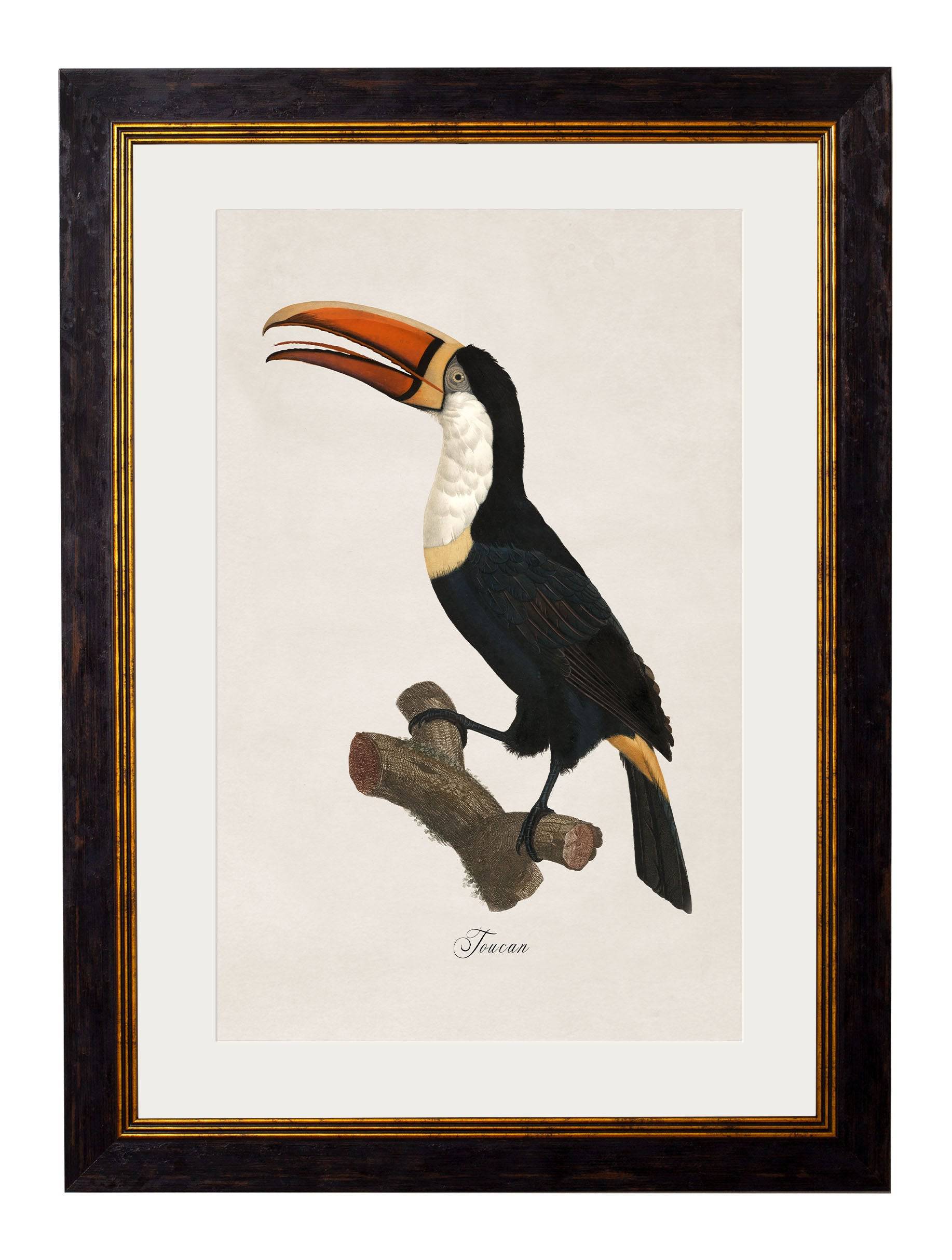 c.1809 Toucans - Blythe Living