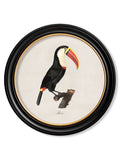 c.1809 Toucans - Round Frame - Blythe Living