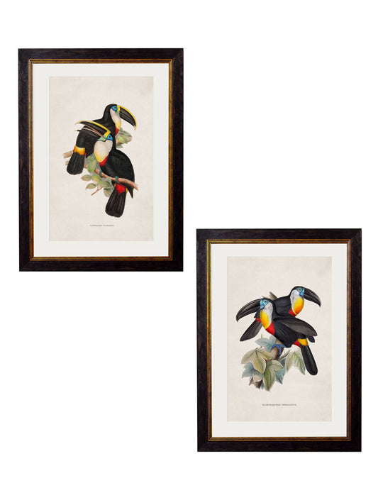 c.1848 Toucans - Blythe Living