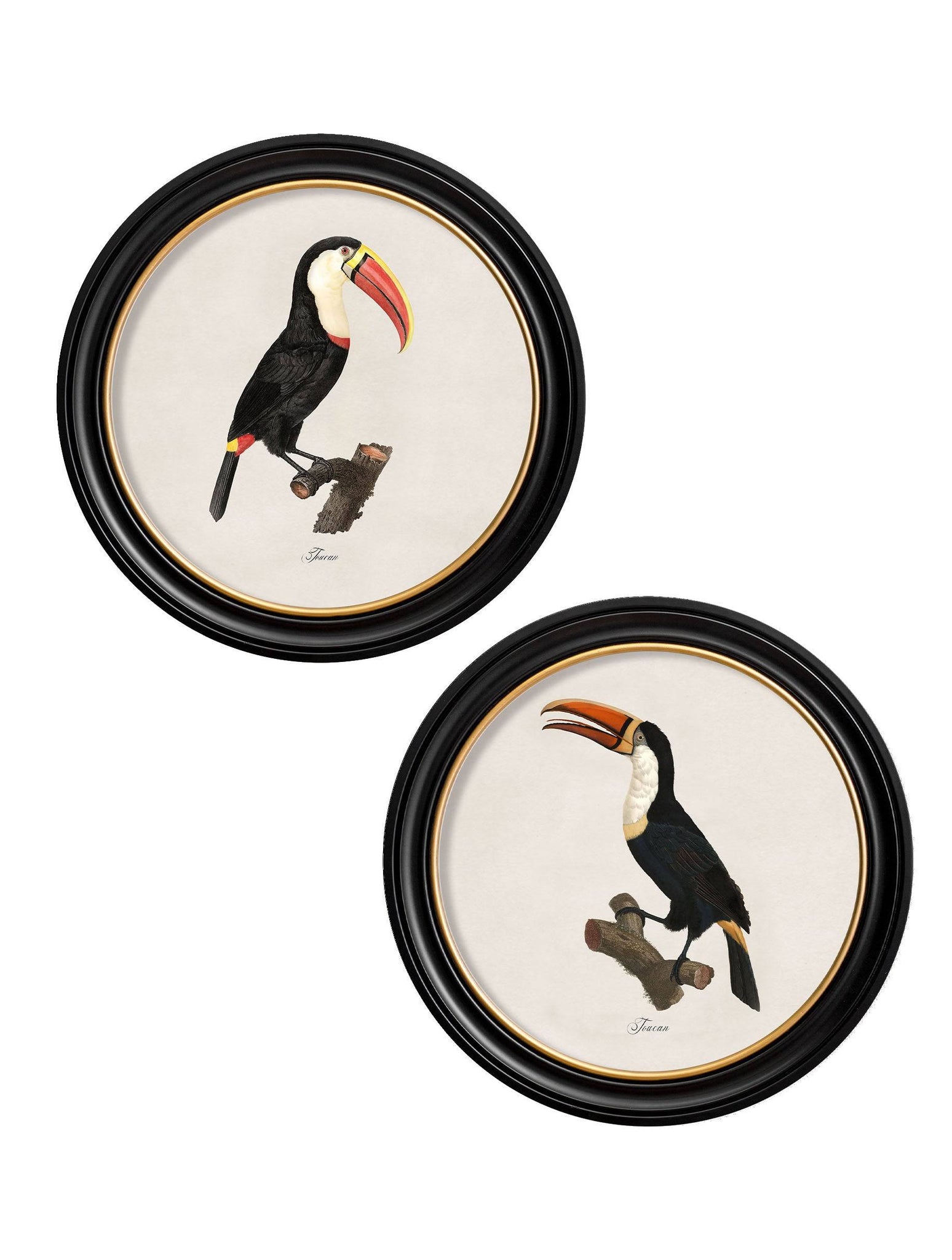 c.1809 Toucans - Round Frame - Blythe Living