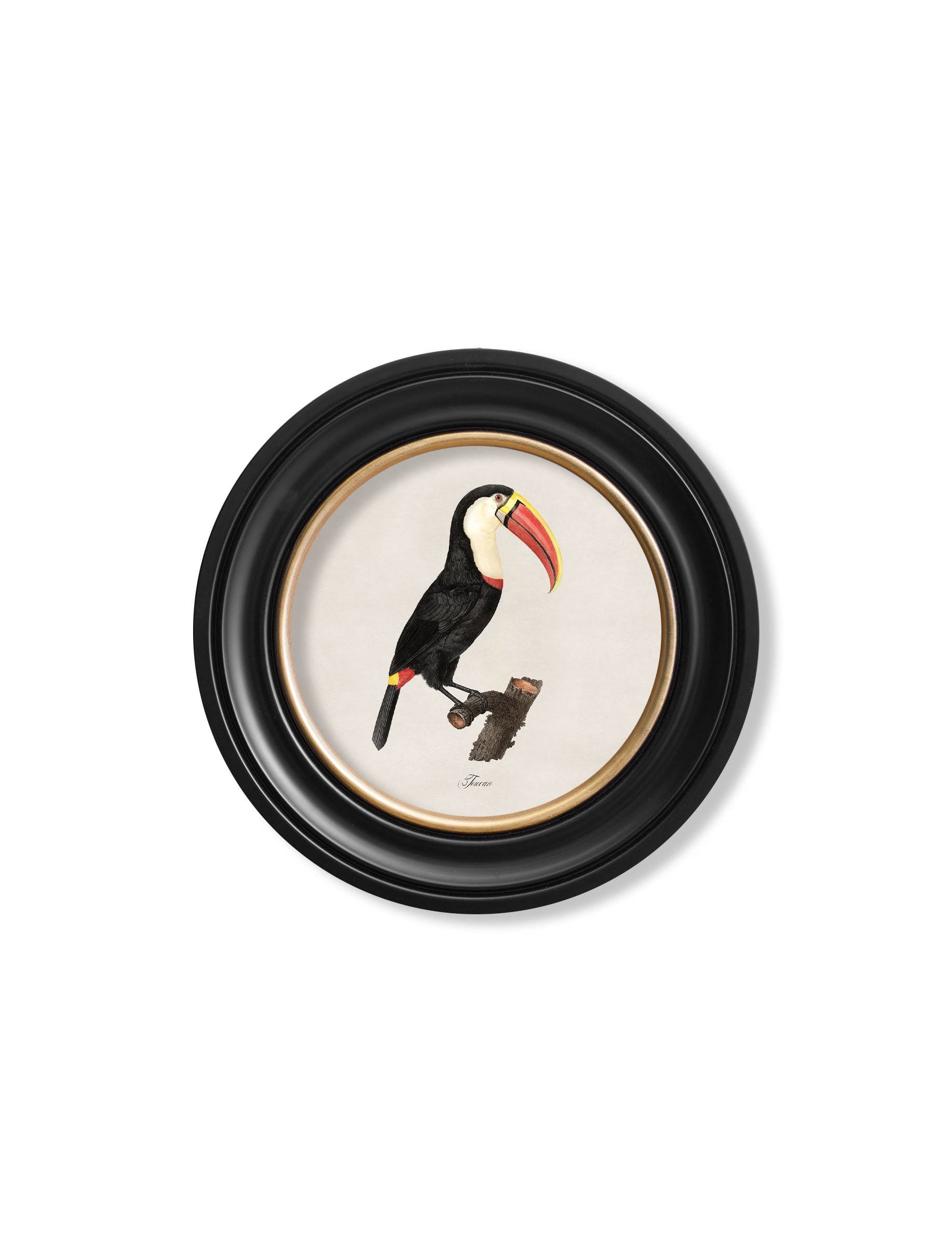 c.1809 Toucans - Round Frame - Blythe Living