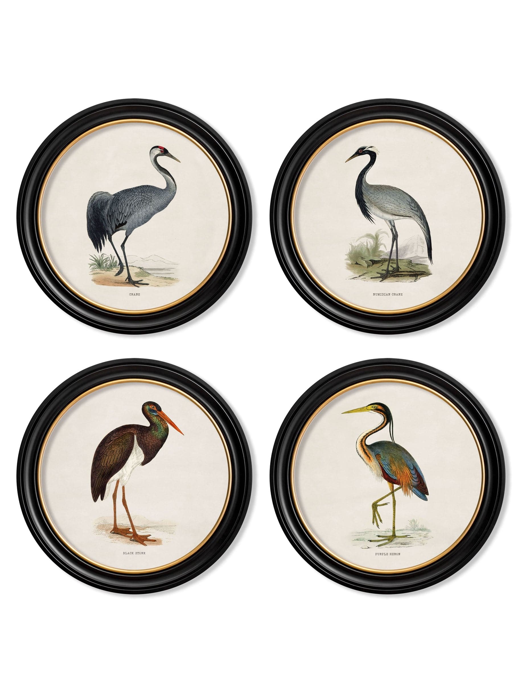 c.1870 Wading Birds in Round Frames - Blythe Living