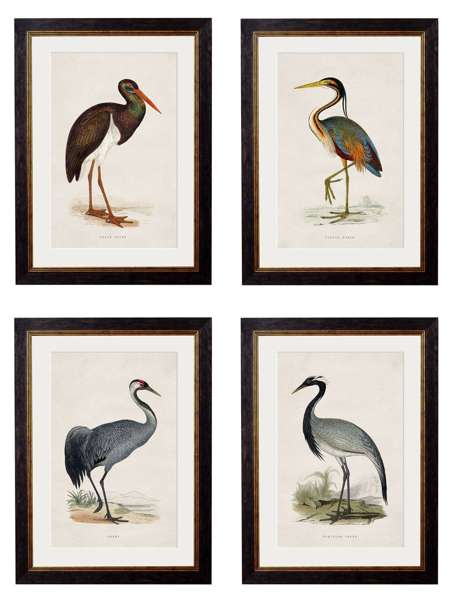 c.1850's British Wading Birds - Blythe Living