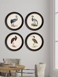 c.1870 Wading Birds in Round Frames - Blythe Living