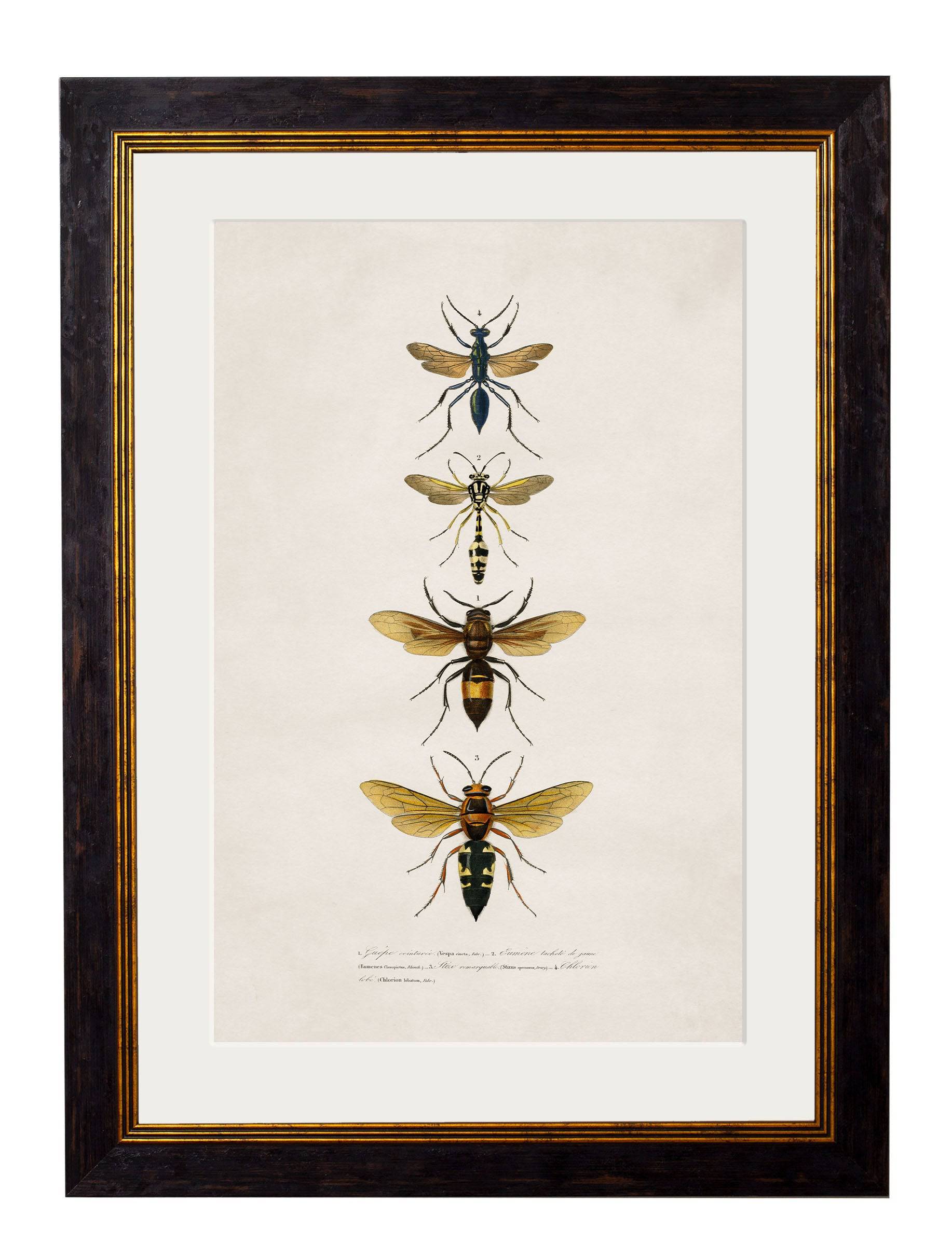 c.1892 Bees and Wasps - Blythe Living