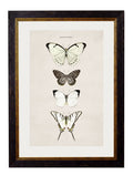 c.1835 Butterflies - Blythe Living