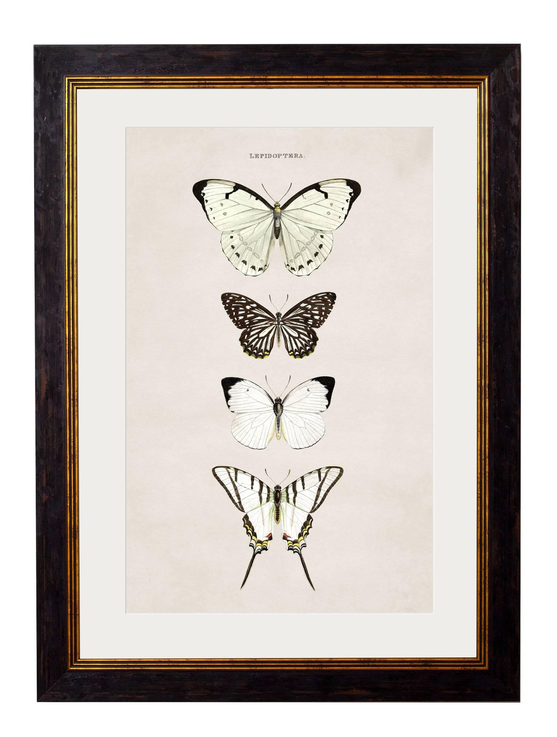 c.1835 Butterflies - Blythe Living