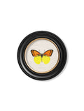 c.1835 Tropical Butterflies - Round Frames - Blythe Living