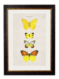 c.1835 Butterflies - Blythe Living