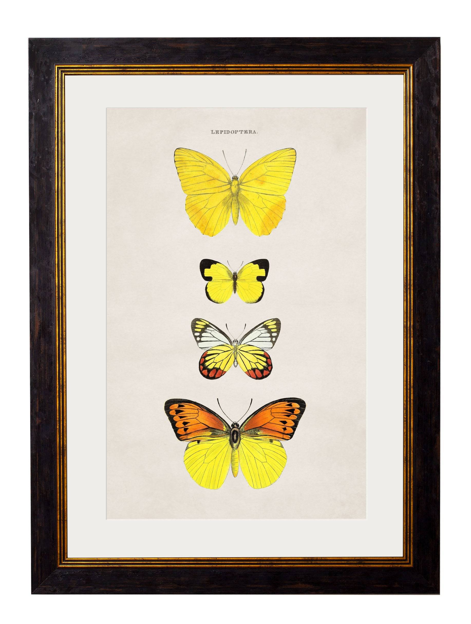 c.1835 Butterflies - Blythe Living