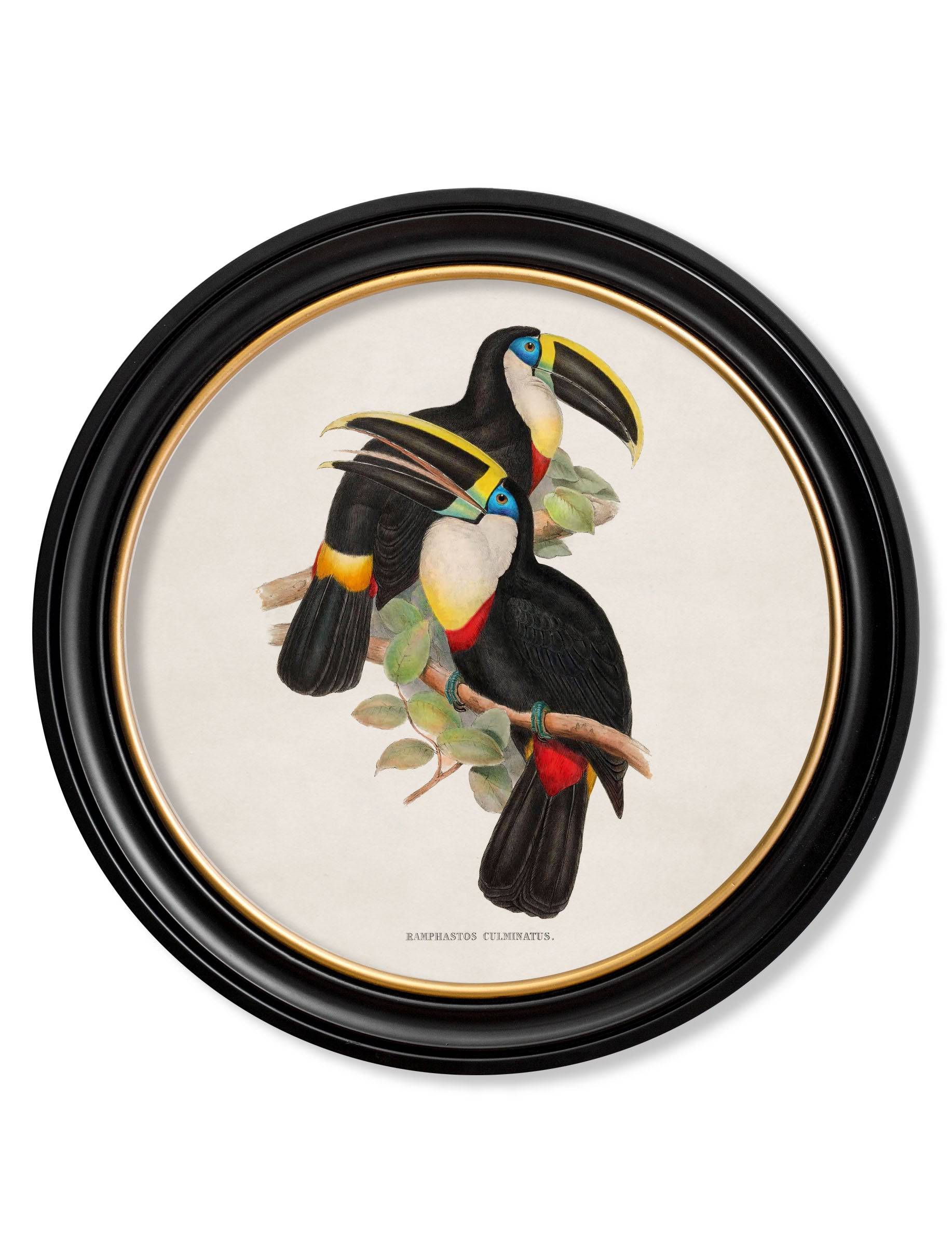 c.1848 Toucans - Round Frames - Blythe Living